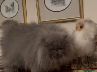 Persian cats Stunning Persians 2 CFA reg + 3 others - Advert 1