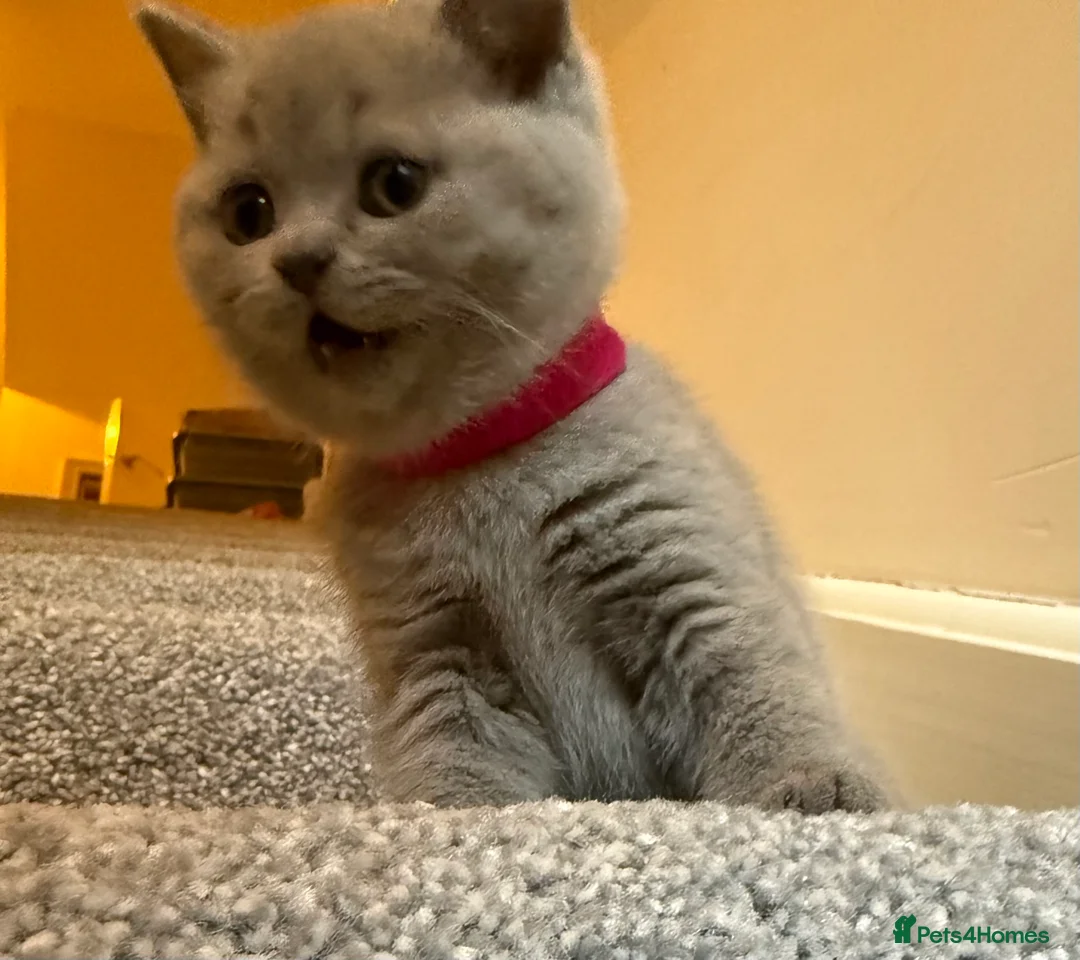 British Shorthair cats for sale: British short hair  - Advert 2