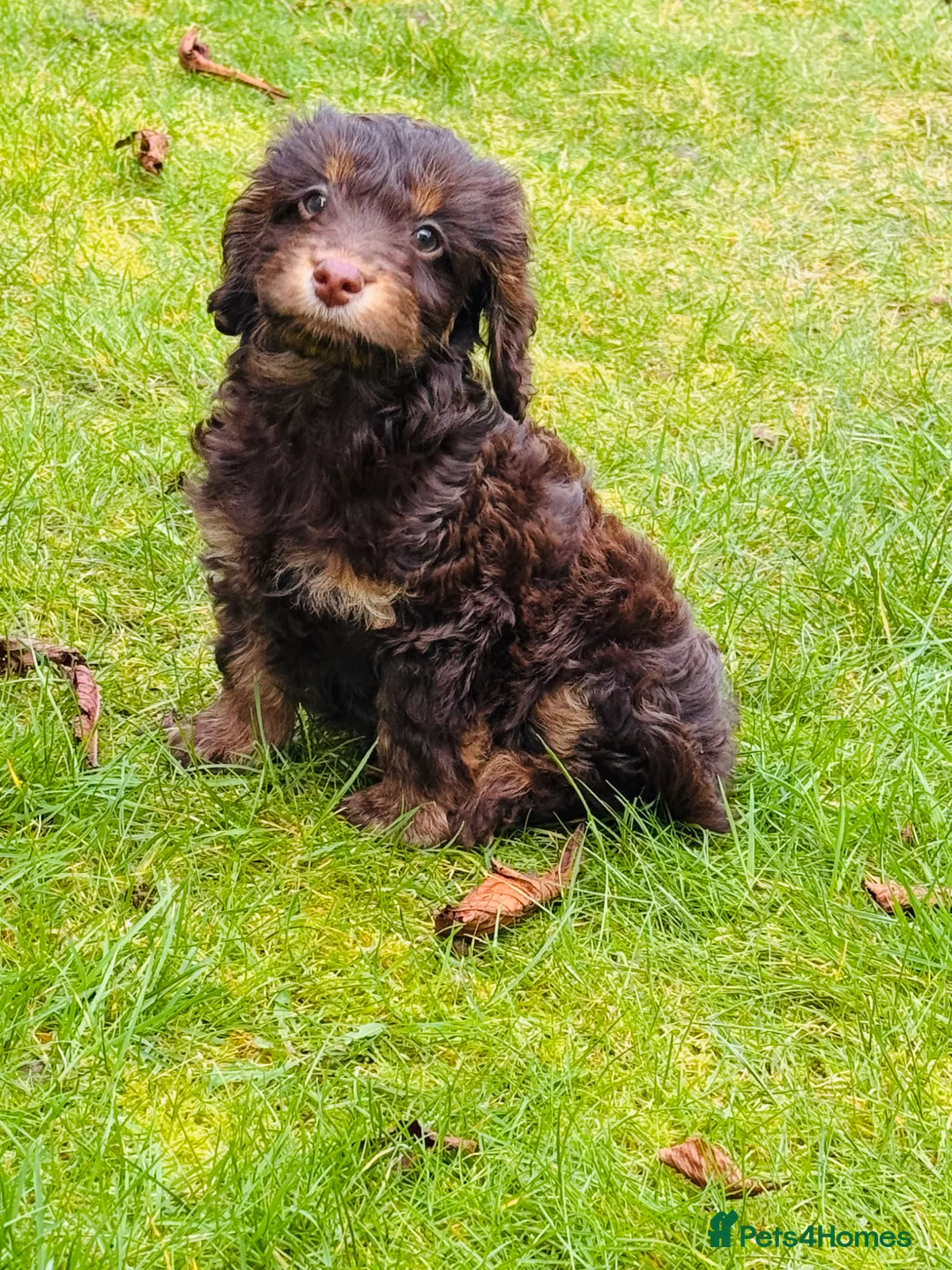 Cockapoo dogs for sale: Brown & Tan Cockapoo - Advert 2