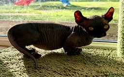 Sphynx cats for sale: Dwelf and Elf kittens - Image 14