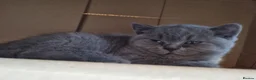 British Shorthair cats for sale: British Shorthair Kittens for sale  in Oxford - Advert 2