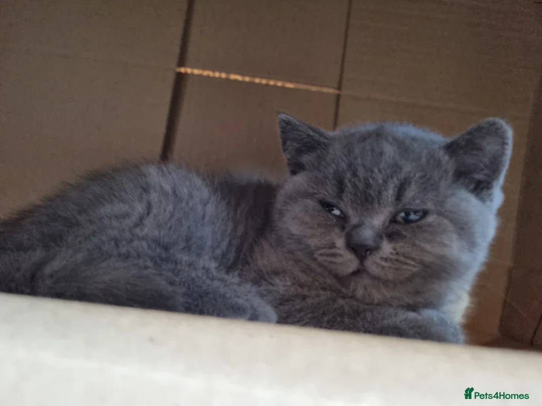 British Shorthair cats for sale: British Shorthair Kittens for sale  in Oxford - Advert 2