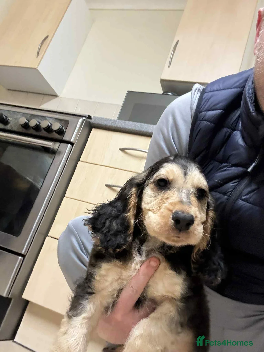 Cocker Spaniel dogs for sale: 2 boys left!!!! - Advert 3