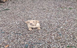 Labrador Retriever dogs for sale: Gorgeous red  Labrador puppies  - Advert 1