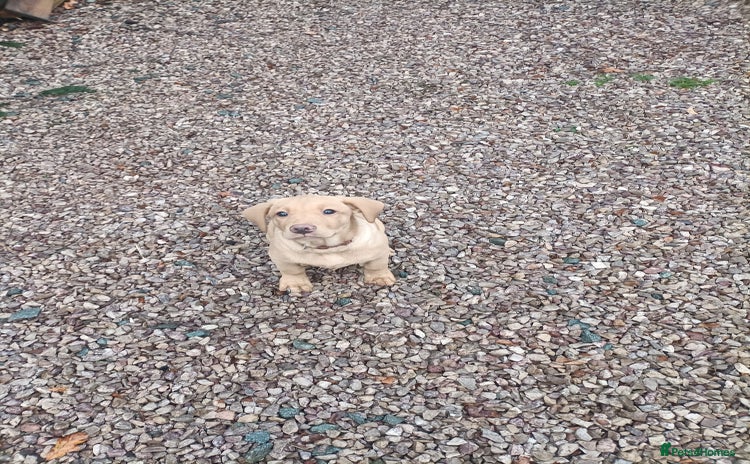 Labrador Retriever dogs Gorgeous red  Labrador puppies  - Advert 1