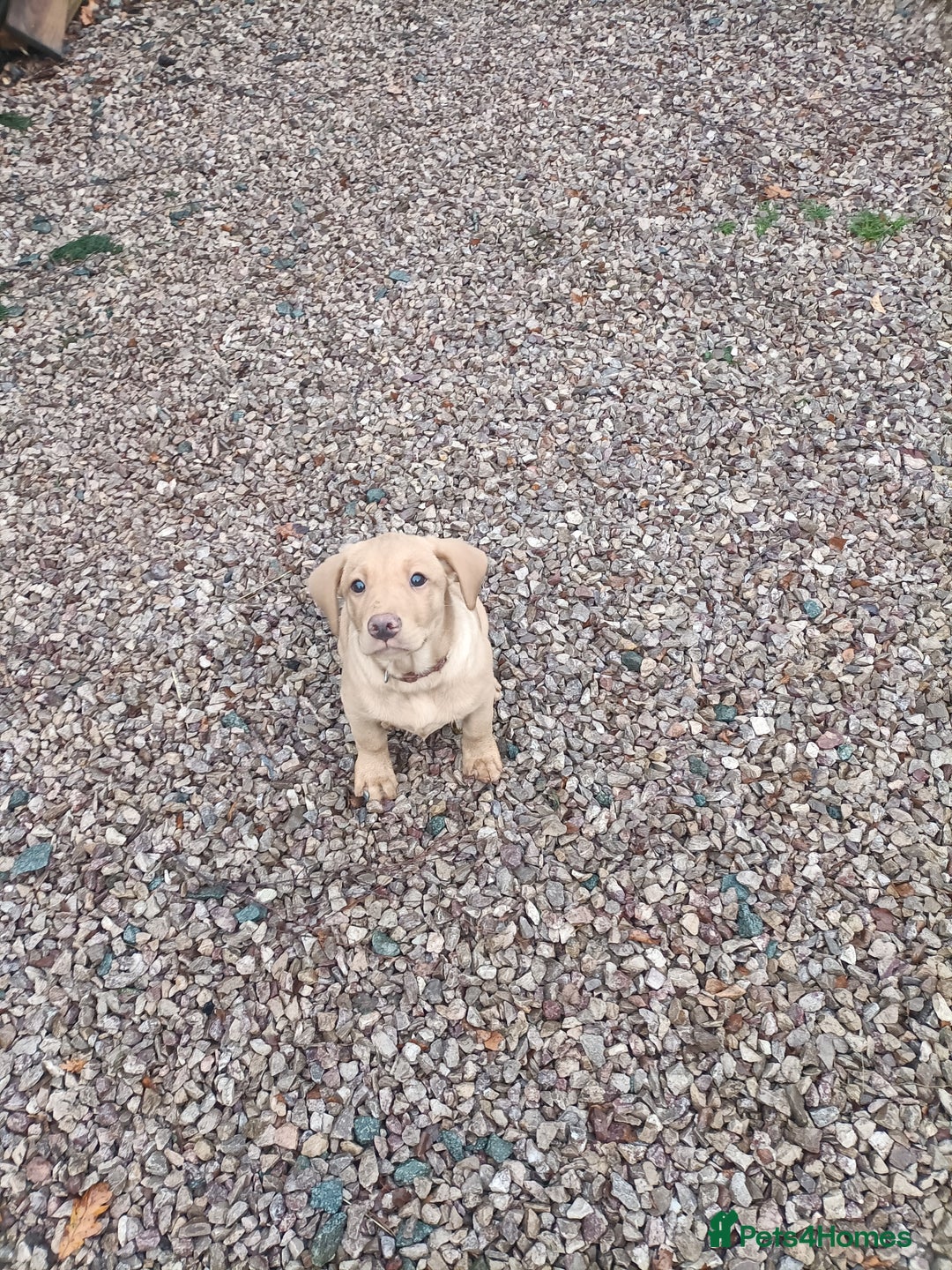 Labrador Retriever dogs for sale: Gorgeous red  Labrador puppies  - Advert 1