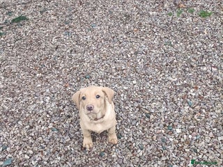 Labrador Retriever dogs Gorgeous red Labrador puppies - Advert 8