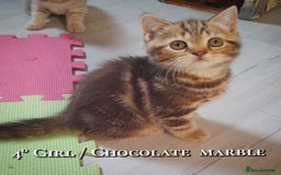 British Shorthair cats for sale: British kittens  - Advert 4