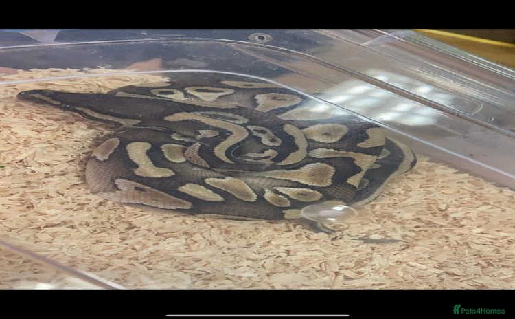 Python Snake reptiles - Advert 12
