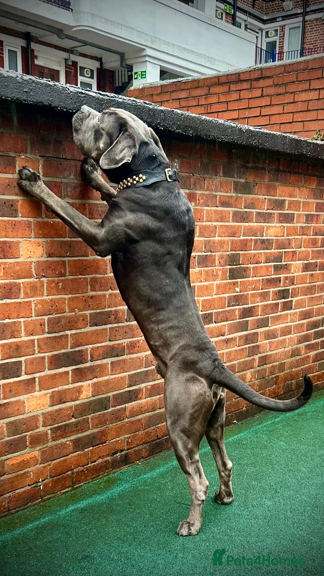 Cane Corso dogs for sale: Handsome boy available  - Advert 4