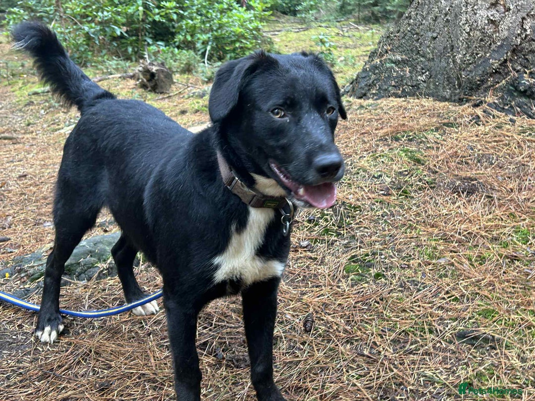 Mixed Breed dogs for adoption: Barney - Norwich norfolk  - Image 34