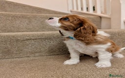 Cavalier King Charles Spaniel dogs for sale: Fully health tested CKCS 🐶💙🐾 - Image 16