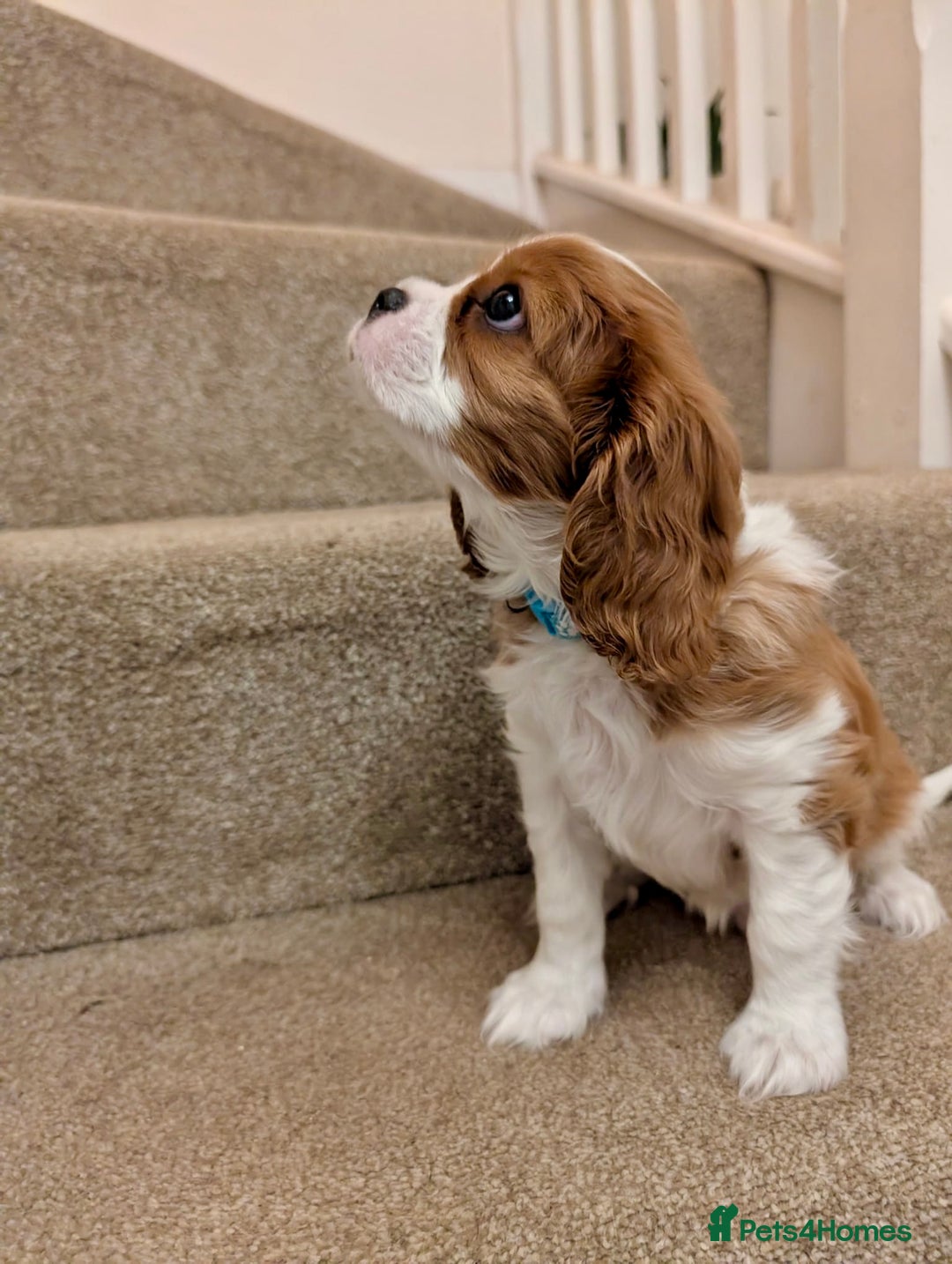 Cavalier King Charles Spaniel dogs for sale: Fully health tested CKCS 🐶💙🐾 - Image 16