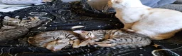 Bengal cats for sale: Snow lynx bengal kittens  - Advert 11