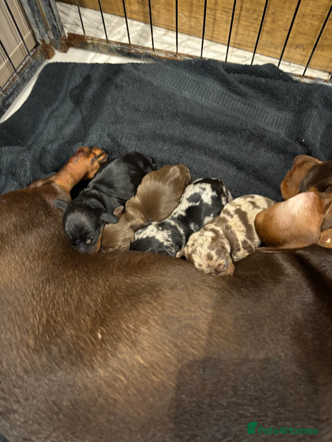 Dachshund dogs for sale: Black and Tan dachshund  in Sheerness - Advert 2