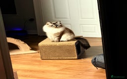 Ragdoll cats for sale: Ragdoll cat  - Advert 2