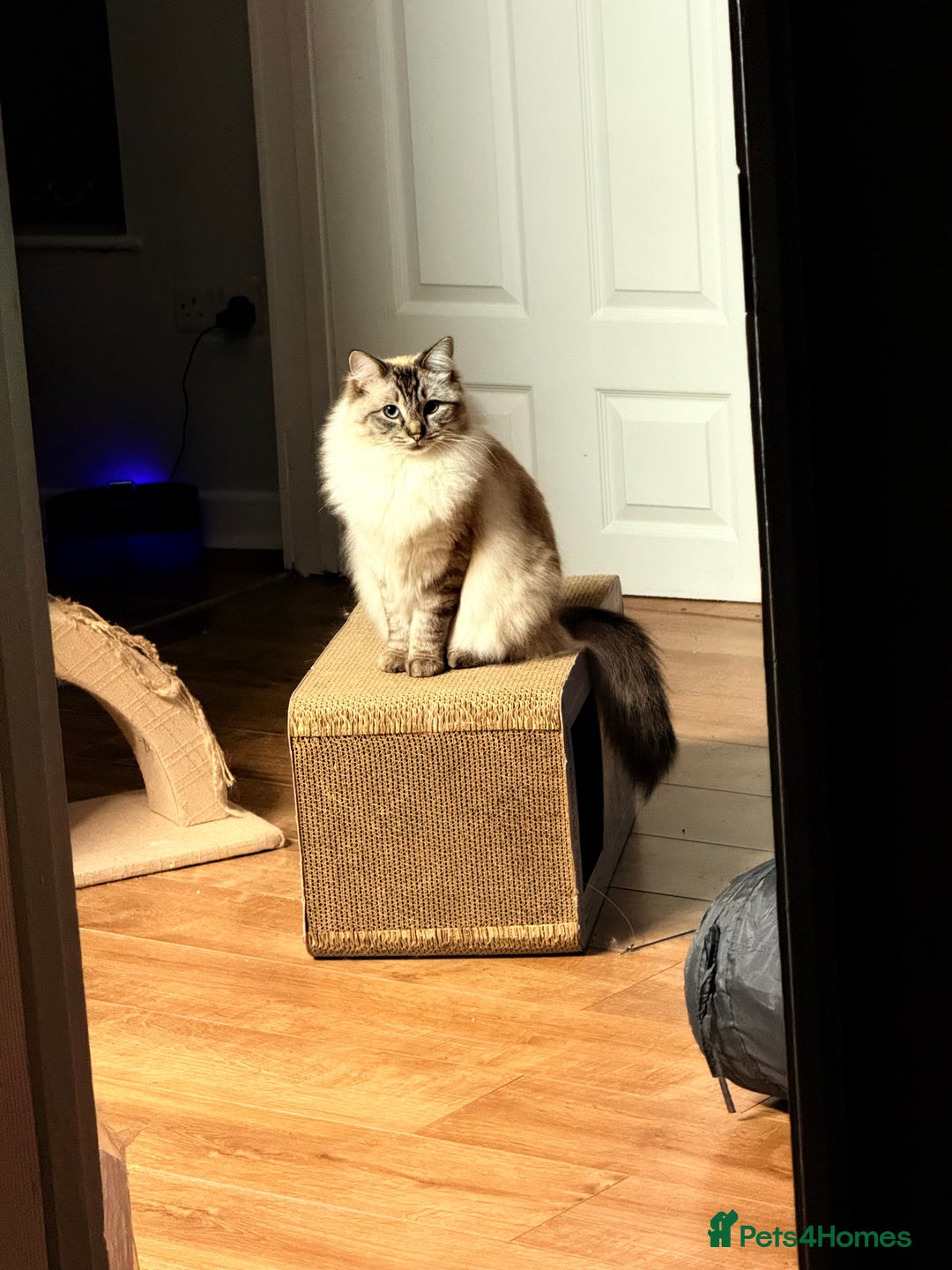 Ragdoll cats for sale: Ragdoll cat  - Advert 2