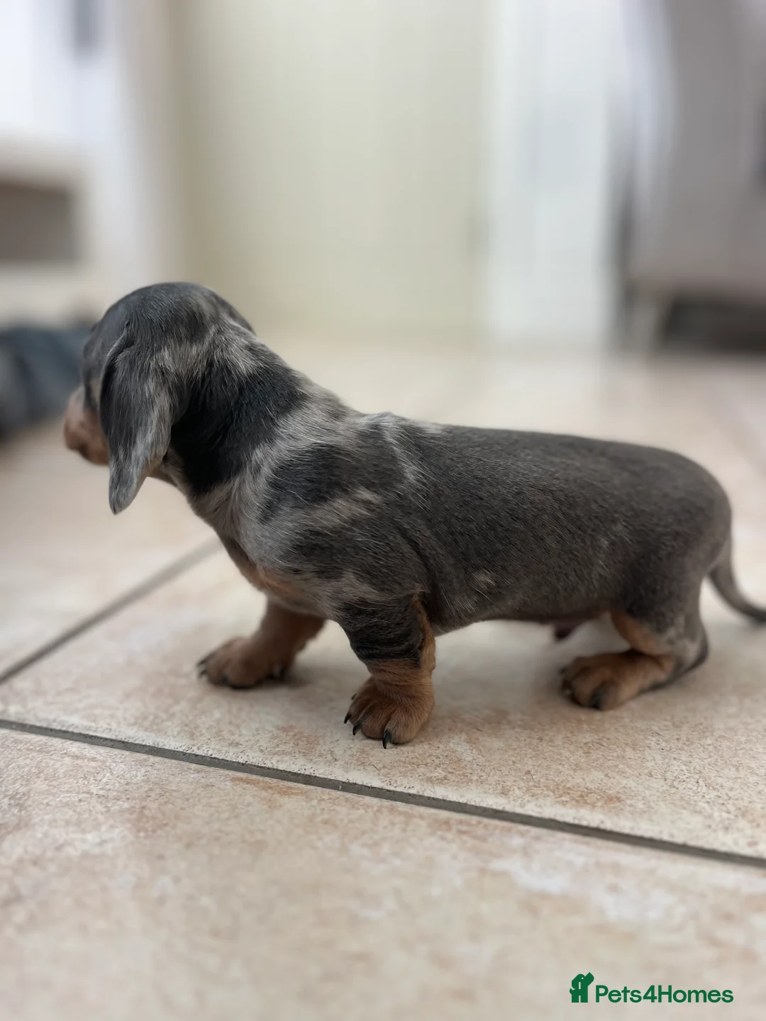 Miniature Dachshund dogs for sale: Stunning Dachshunds - Advert 13