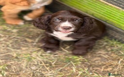 Cocker Spaniel dogs for sale: Stunning cocker pups  - Image 4