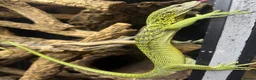 Monitor reptiles for sale: 1.1 yellow tree monitor pair - Advert 2