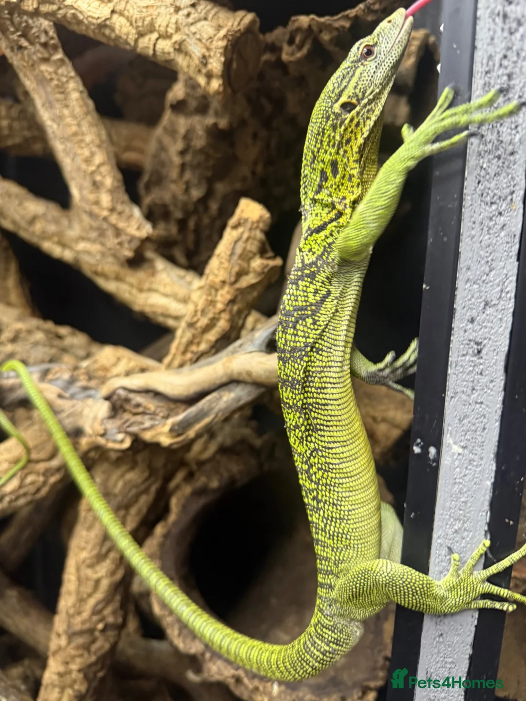 Monitor reptiles for sale: 1.1 yellow tree monitor pair - Advert 2