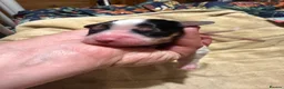 Cockalier dogs for sale: Fully health tested cockalier puppies.  - Advert 7