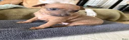Italian Greyhound dogs for sale: Italian greyhound puppies  in Horsham - Advert 5