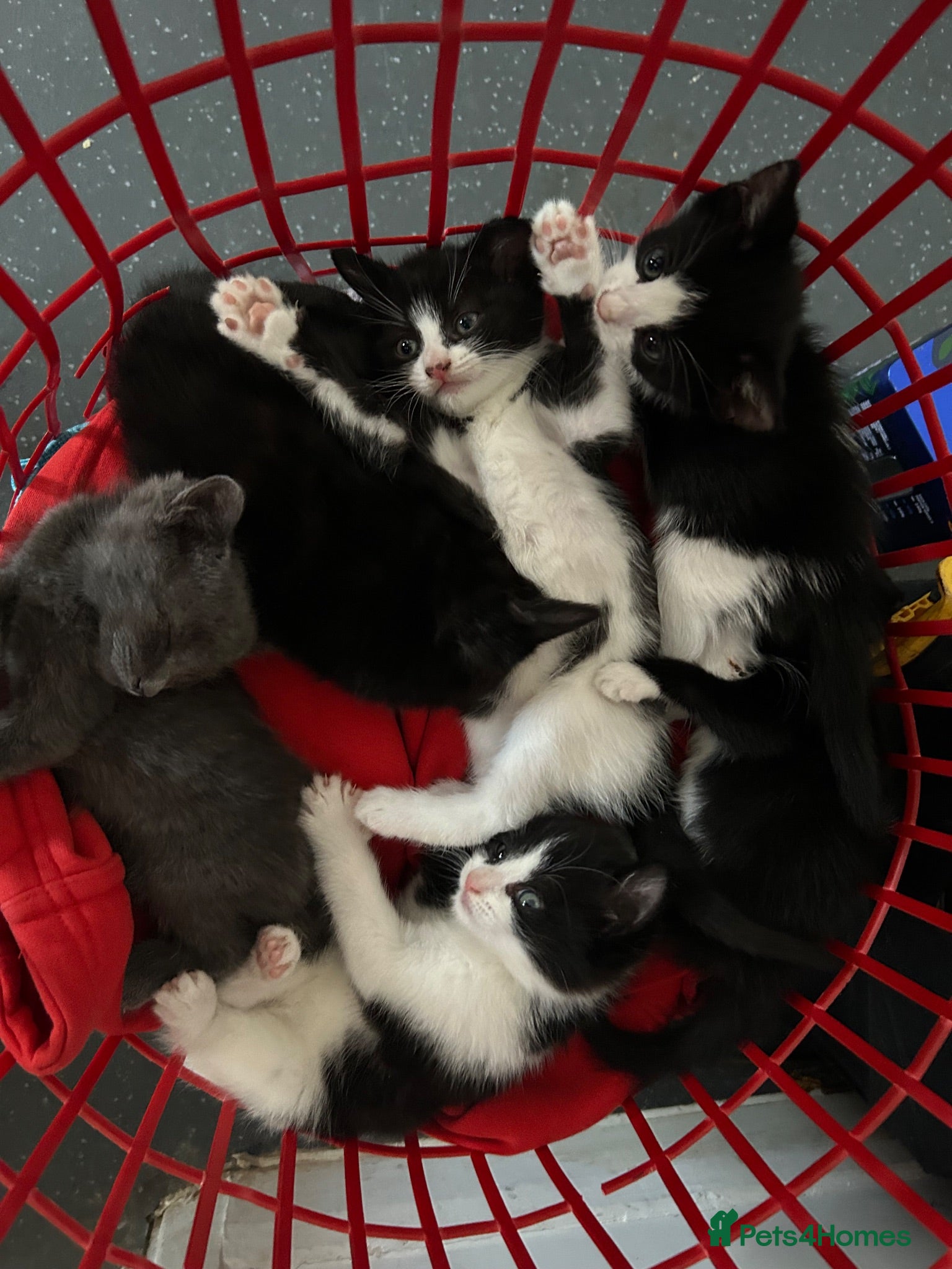 Mixed Breed cats 6 Beautiful kittens  - Advert 5