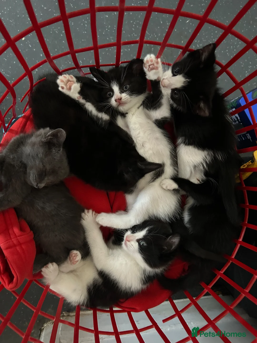 Mixed Breed cats for sale: 6 Beautiful kittens  - Advert 1