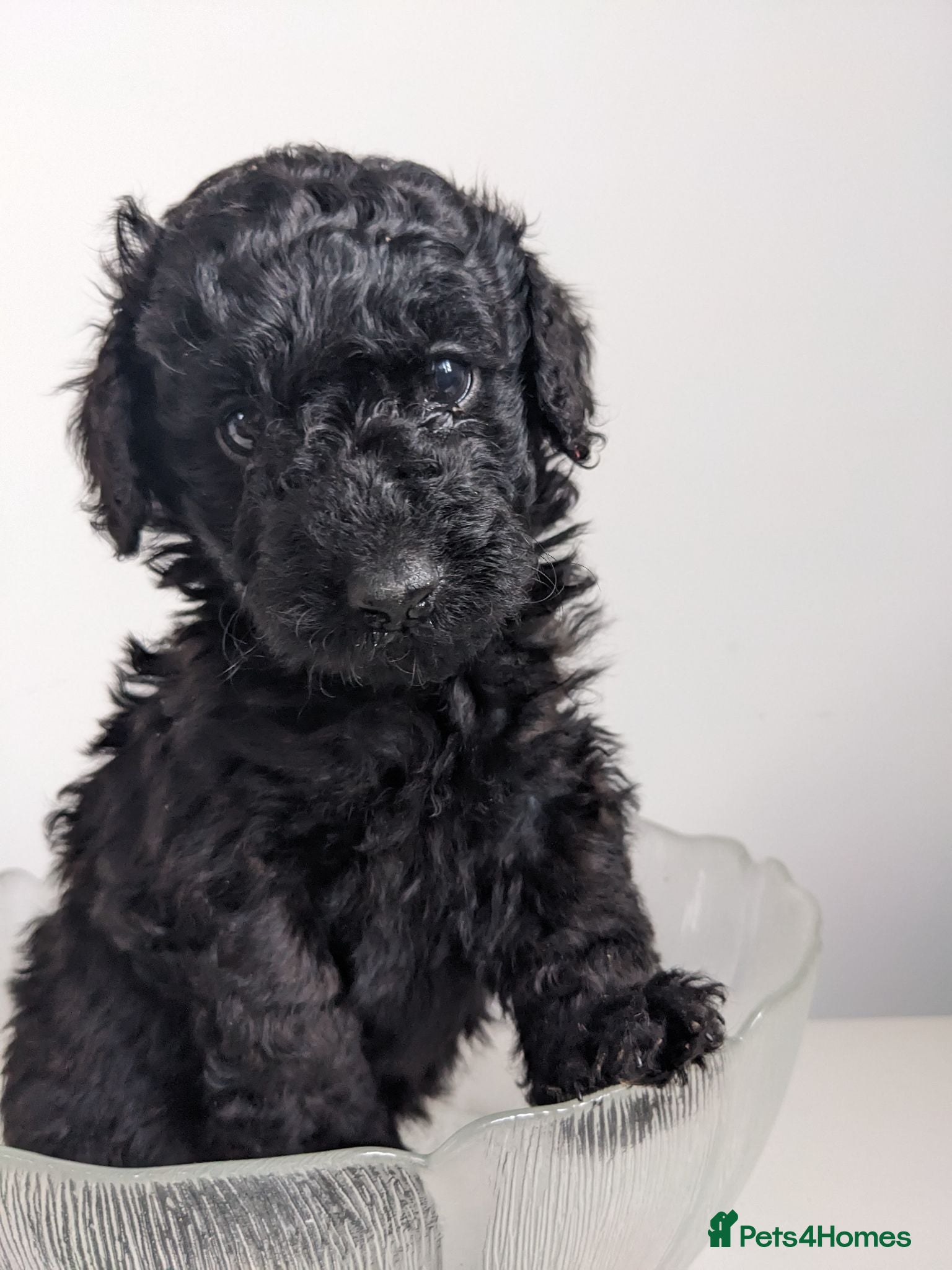 Mini Goldendoodle dogs Big REDUCTION Goldendoodles - Advert 1