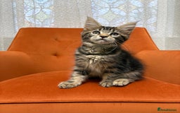 Maine Coon cats for sale: 💫Maine Coon Kittens Available- Champion Pedigree✨ - Image 5