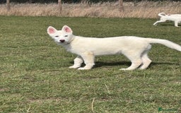 Utonagan dogs for sale: Last 2 Husky (Utonagon) Puppies - READY NOW - Image 2