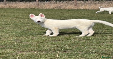 Utonagan dogs - Advert 5