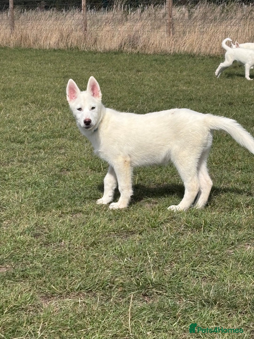 Utonagan dogs for sale: Last 2 Husky (Utonagon) Puppies - READY NOW - Image 2