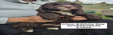 Cockapoo 1