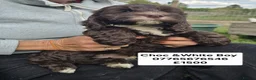 Cockapoo dogs for sale: Quality Cockapoo Puppies Homebred Domestic Licence - Advert 8