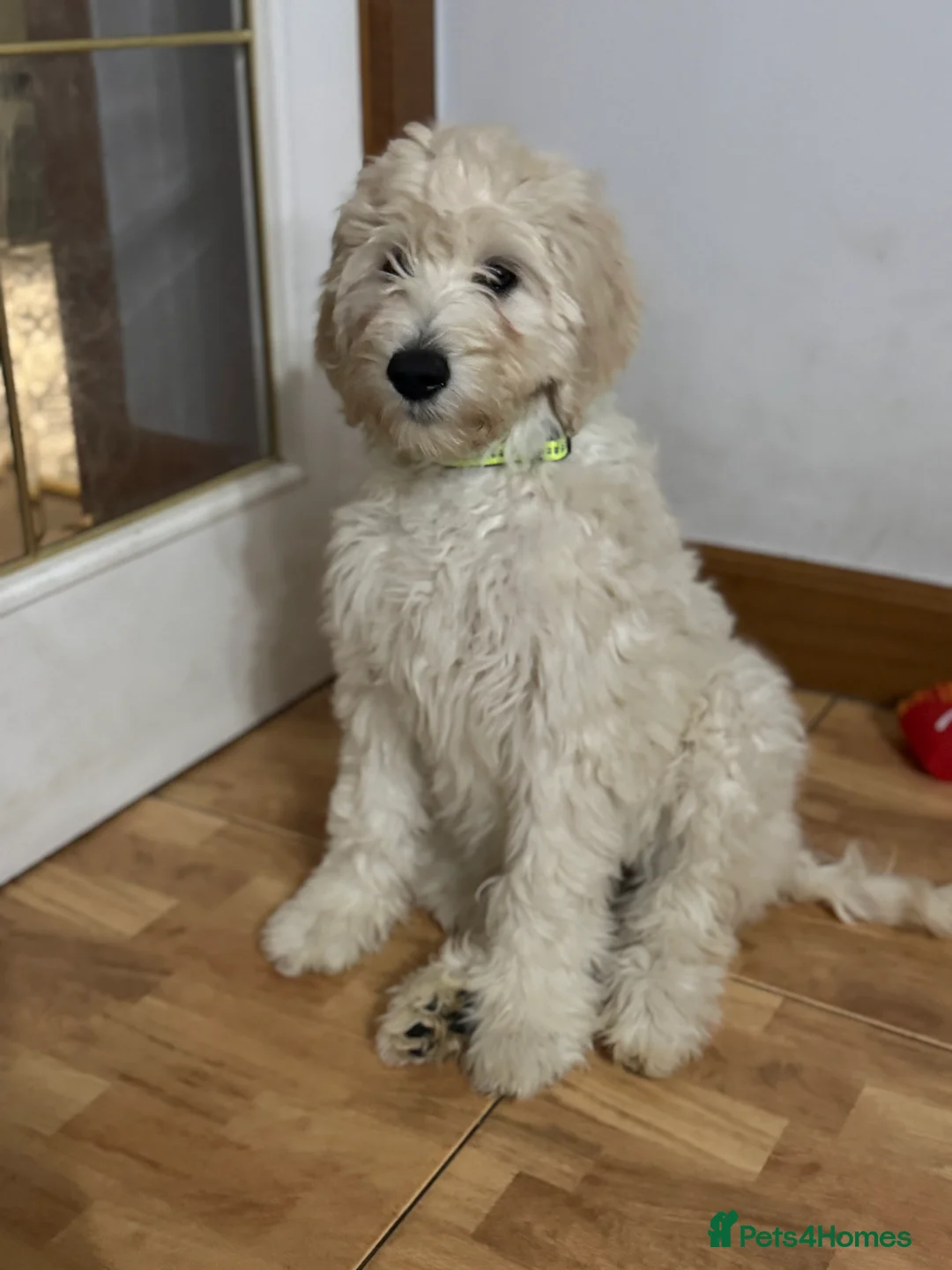 Goldendoodle dogs for sale: Golden doodle F1B stunning puppies  - Advert 7