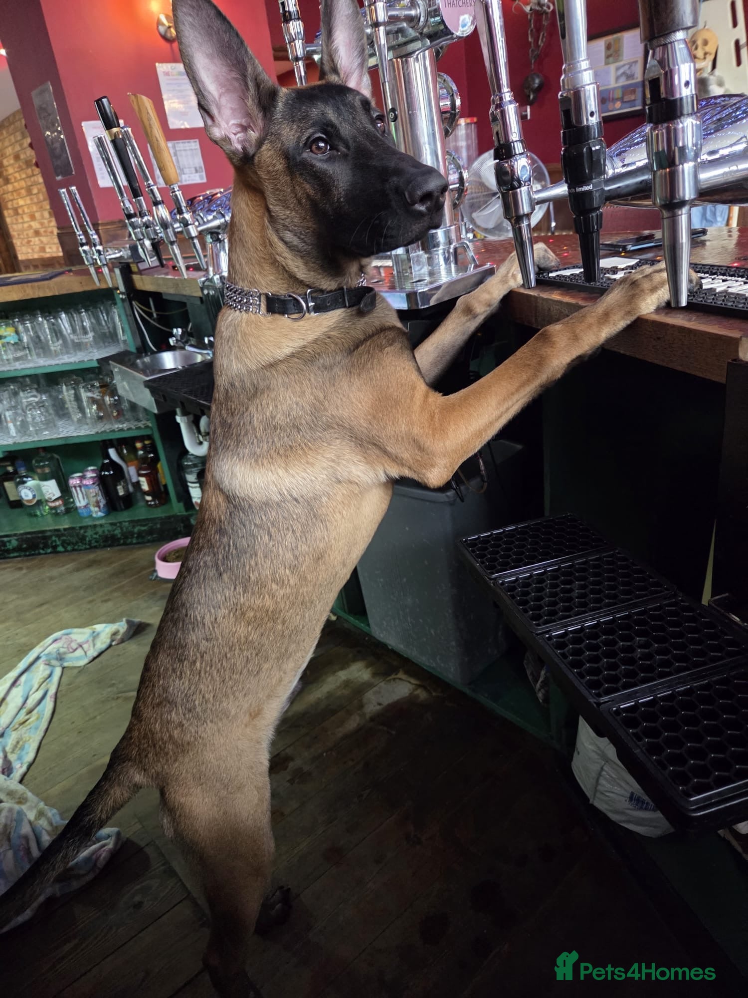 Belgian Shepherd Dog dogs Large Mali pup for an experienced home  - Advert 3