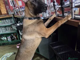 Belgian Shepherd Dog dogs Large Mali pup for an experienced home - Advert 1