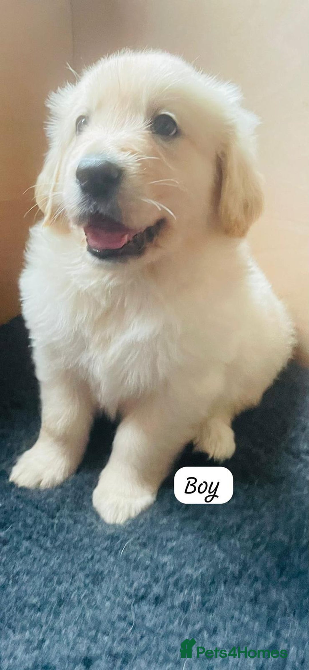 Mixed Breed dogs for sale: Golden Shepherd Puppies for Sale - Image 7