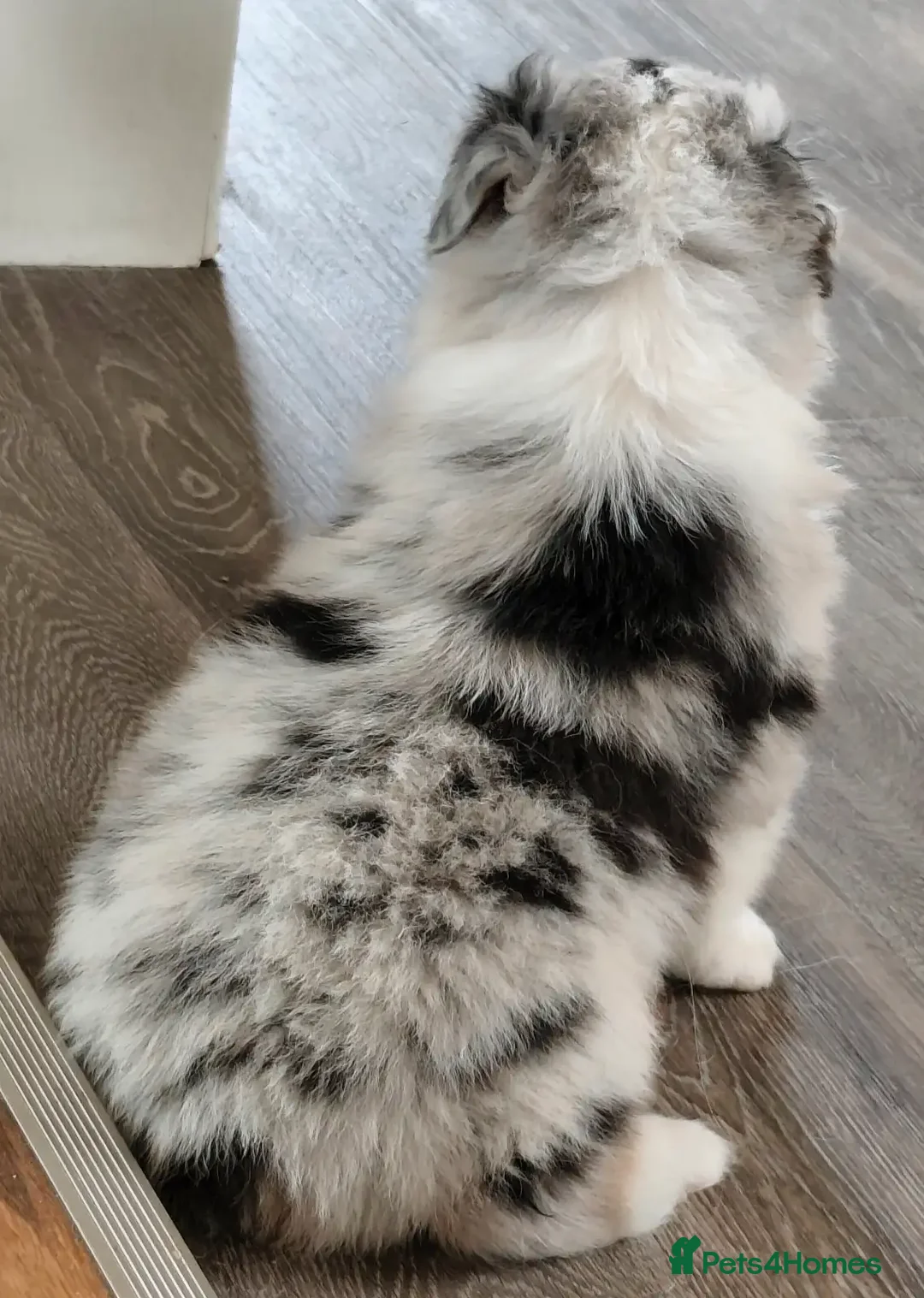 Australian Shepherd dogs for sale: merle aussie  - Image 7