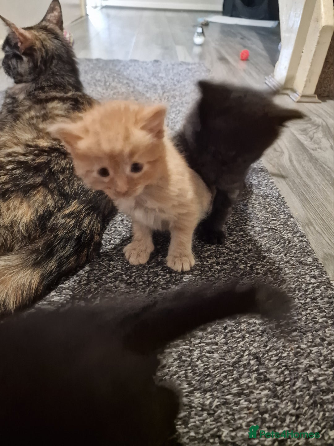 Mixed Breed cats for sale: 1 beautiful male kitten last of the litter  - Image 19