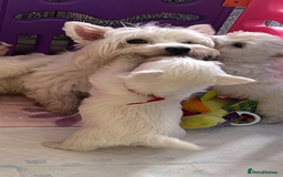 West Highland Terrier dogs for sale: Westie puppies available  - Image 17