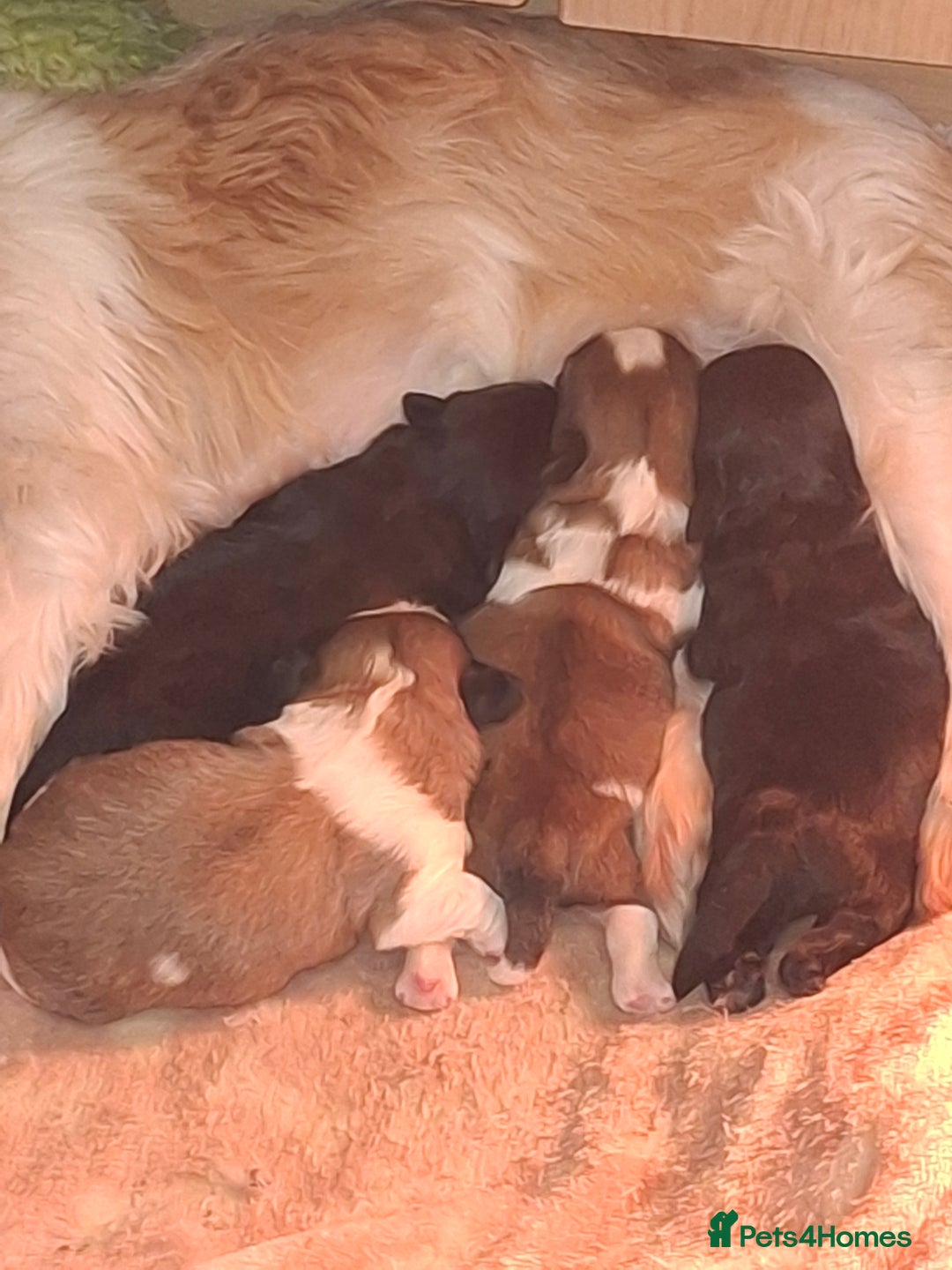 Shih Tzu dogs for sale: Shih tzu - Advert 1