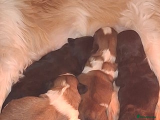 Shih Tzu dogs Shih tzu - Advert 1