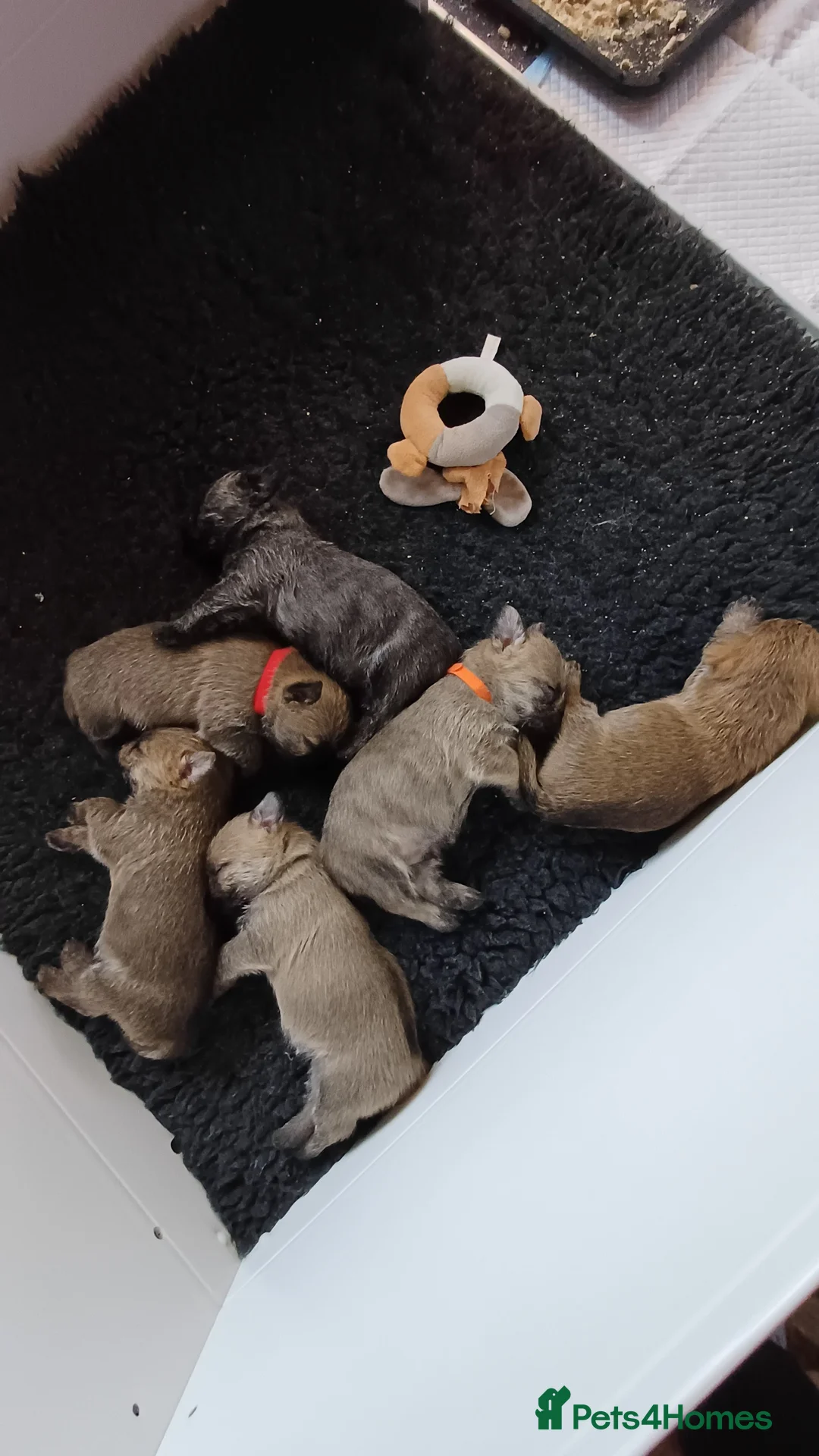 Cairn Terrier dogs for stud: Champion bloodline, KC registered Cairn. in Hope Valley - Advert 4