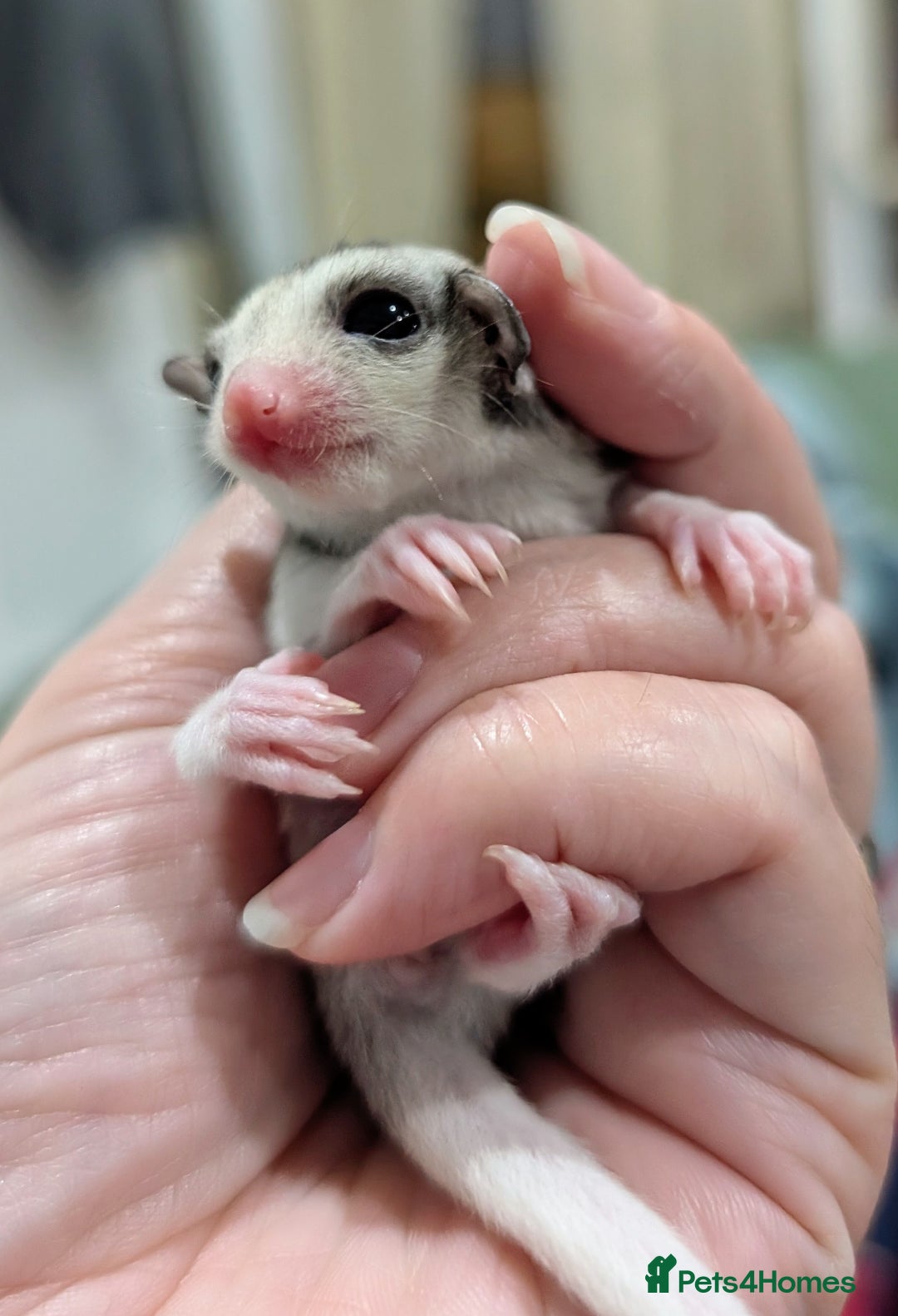 Sugar Glider rodents for sale: Mosaic and Grey glider siblings available  - Image 1