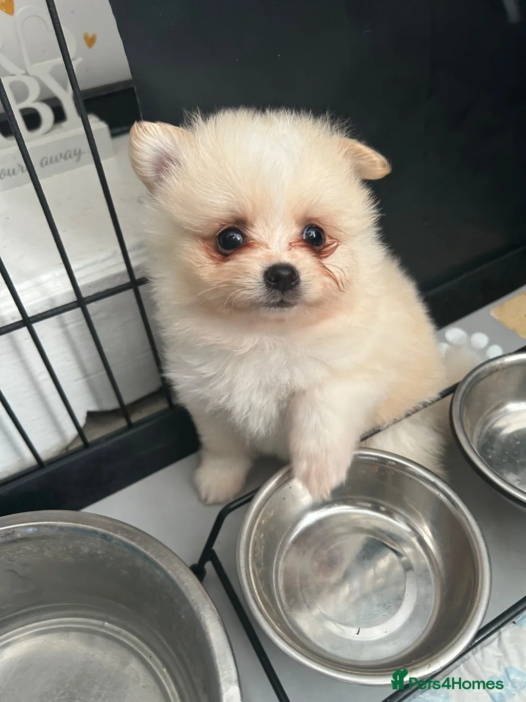 Pomeranian dogs for sale: Pomeranian  - Advert 2