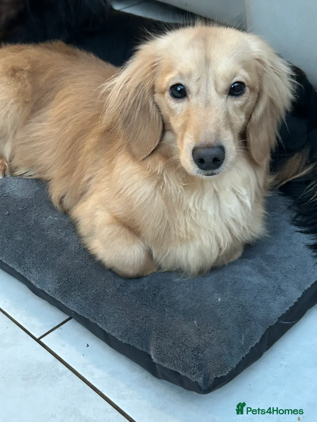 Dachshund dogs for stud: Kc Cream boy for study - Advert 1