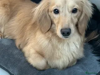 Dachshund dogs Kc Cream boy for study - Advert 5